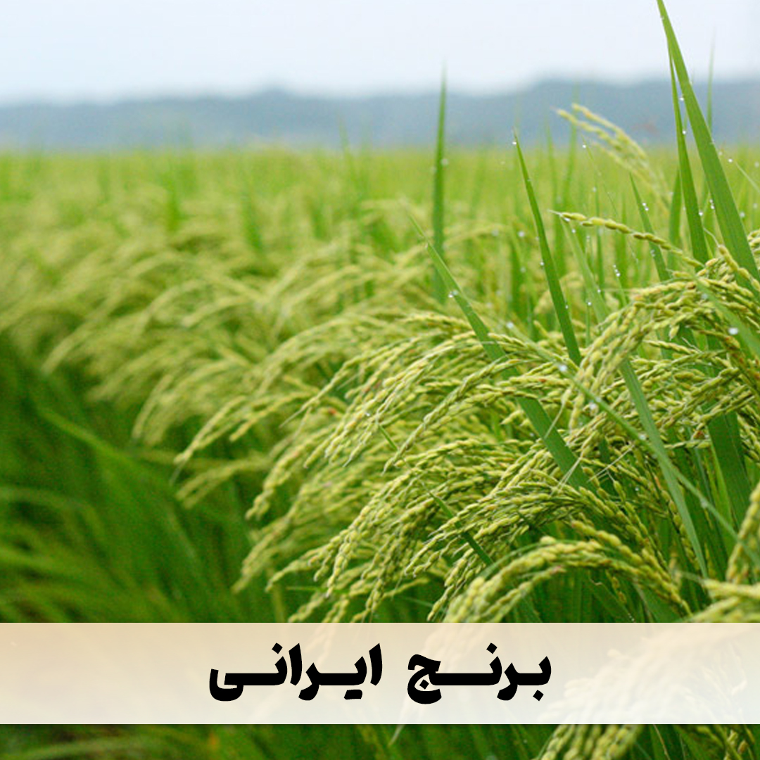 برنج ایرانی